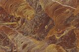 Polished Stromatolite From Russia - Million Years #286385-1